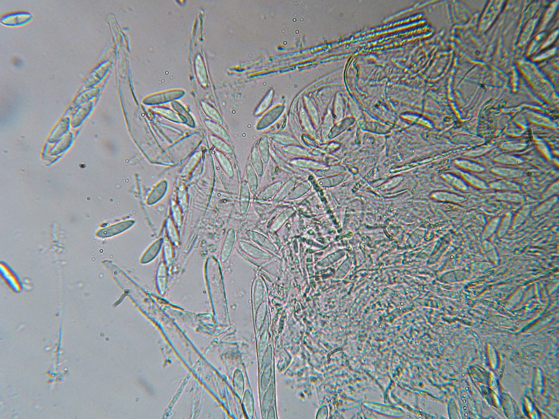 Cudoniella aciculare